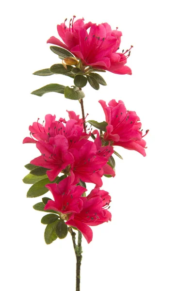 Ramo único com flores florescentes rosa isolado em um fundo branco em uma imagem vertical — Fotografia de Stock