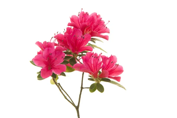 Ροζ λουλούδια αζαλέα blosseming πάνω σε ένα κλαδί που απομονώνονται σε λευκό φόντο — Φωτογραφία Αρχείου