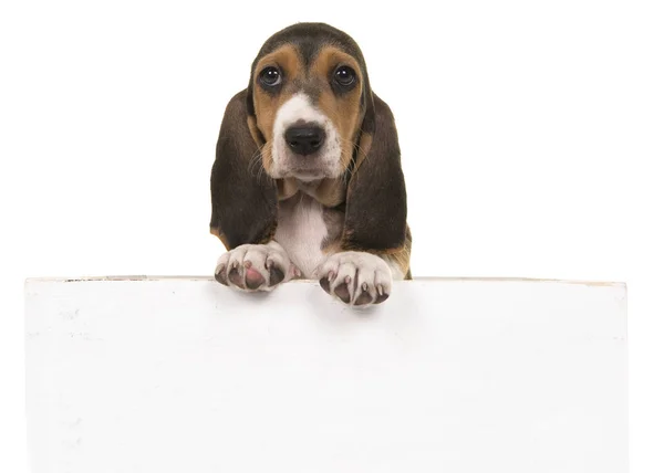 Carino cucciolo di bassetto francese appeso su una tavola di legno bianca con spazio per il testo su uno sfondo bianco — Foto Stock