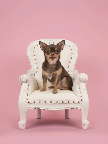 Коричневая собака чихуахуа сидит в белом кресле в стиле барокко на розовом фоне — стоковое фото
