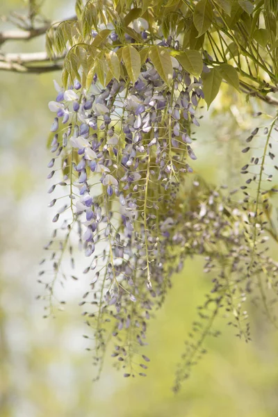 Wisteria blossoming flowers hanging from a branch on a natural green background