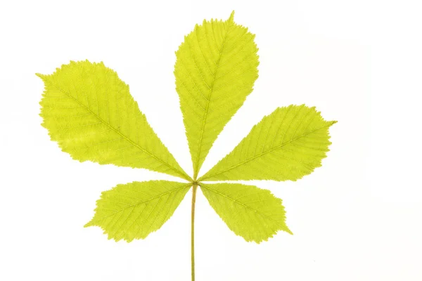 Świeże, miękkie chesnut zielony liść na białym tle na białym tle — Zdjęcie stockowe