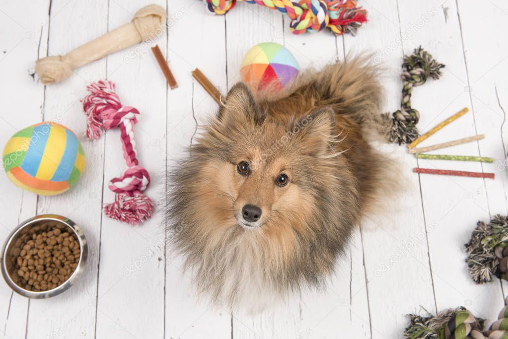 Adult shetland sheepdog seen from above looking up with on the floor all kinds of doggy stuff like bones, toys and food