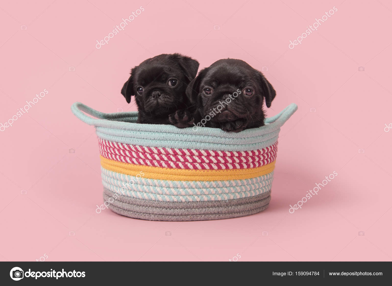 Immagini e foto stock di Carlini neri | DepositPhotos, image size:1600x1168