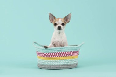 Turkuaz mavi arka plan üzerinde renkli sepet içinde oturan sevimli beyaz ve kahverengi chihuahua