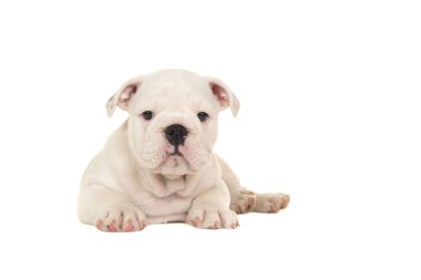 Beyaz bir arka plan üzerinde izole kamera bakarak ön görülen uzanarak sevimli beyaz İngilizce bulldog köpek yavrusu