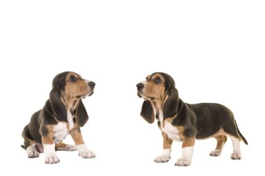 İki basset yavru köpekleri her iki seyir yukarıya beyaz bir arka plan üzerinde izole Fransız