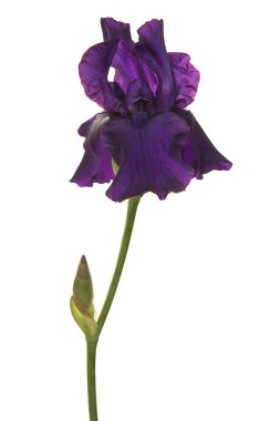 Beyaz bir arka plan üzerinde izole kök ile mor Iris çiçeklenme