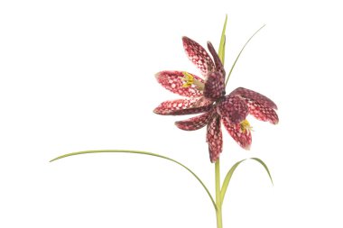 Fritillary çiçek çiçek açan beyaz bir arka plan üzerinde izole