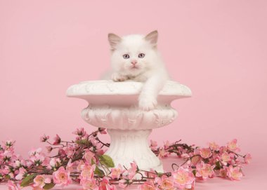 6 hafta eski sevimli bez bebek bebek kedi mavi gözlü bir saksıyı pembe bir arka plan üzerinde pembe çiçekli kenarı üzerinde asılı
