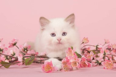 6 hafta eski sevimli bez bebek bebek kedi mavi gözlü yerdeki kamera pembe bir arka plan üzerinde pembe çiçekler arasında bakarak yalan