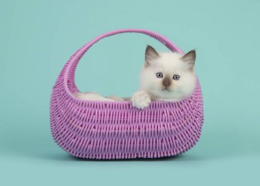 6 hafta eski sevimli bez bebek bebek kedi mavi gözlü turkuaz mavi bir arka plan üzerinde pembe bir sepet kenarı üzerinde asılı