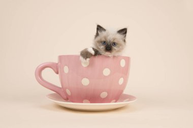 Cute 6 weeks old rag doll baby cat with blue eyes hanging over the edge of a pink and white dotted cup and saucer and a off-white background clipart