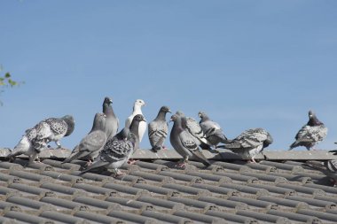 Posta güvercinleri bir evin üzerinde mavi bir gökyüzü çatıda oturan