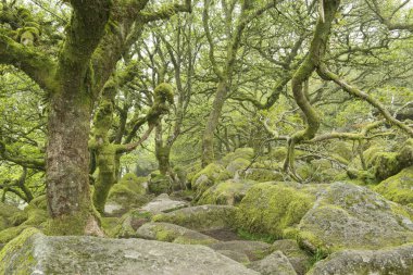 Yaralı ağaçlar fairytale wistman'ın orman dartmoor Milli Parkı içinde yosun kaplı