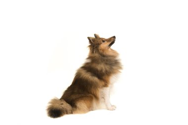 Shetland koyun beyaz bir arka plan üzerinde izole taraftan görüldü ararken