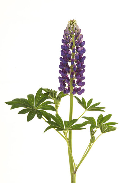 Purple blooming lupine flower with leaves isolated on a white background