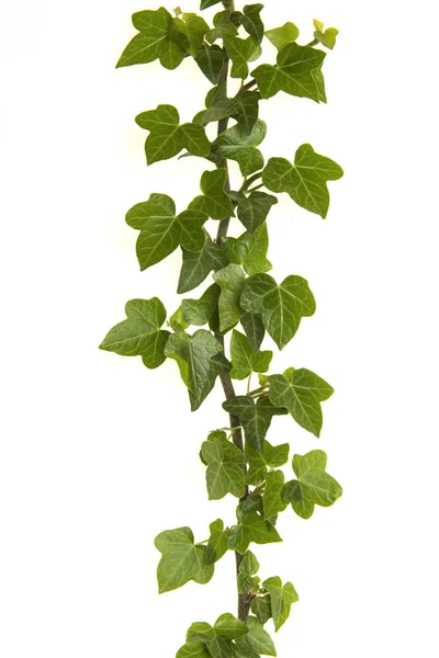 Bluszcz gałązki z zielonych liści na białym tle na białym tle — Zdjęcie stockowe