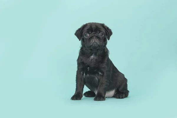 Bonito sentado cachorro pug preto olhando para a câmera em um fundo azul-turquesa — Fotografia de Stock