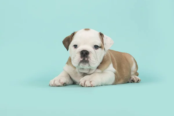 Cachorrinho inglês marrom e branco deitado olhando para a câmera em um fundo azul-turquesa — Fotografia de Stock