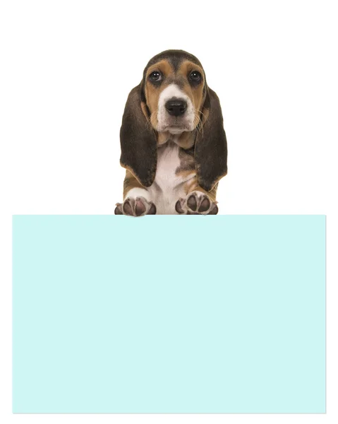 Niedlich 8 Wochen alter französischer Basset-Welpe hält eine blaue Papiertafel mit Platz für Text auf weißem Hintergrund — Stockfoto