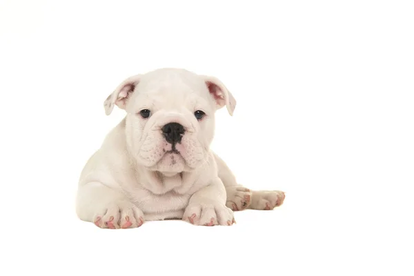 Schattige witte Engels bulldog pup liggend gezien vanaf de voorkant te kijken naar de camera geïsoleerd op een witte achtergrond — Stockfoto