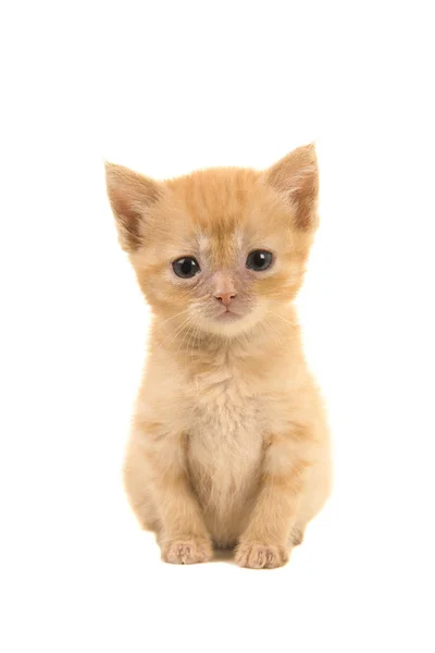 Carino seduto triste cercando 4 settimane vecchio rosso zenzero bambino gatto di fronte la fotocamera isolato su uno sfondo bianco — Foto Stock