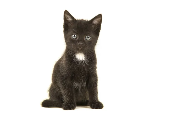 Сидячи чорним з білим кошеням на грудях, дивиться на камеру ізольовано на білому тлі — стокове фото