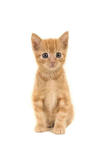 Zenzero rosso 8 settimane gatto bambino isolato su uno sfondo bianco — Foto Stock