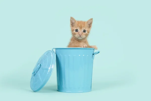 Zenzero rosso gatto bambino di 8 settimane in un bidone della spazzatura blu su uno sfondo blu turchese — Foto Stock