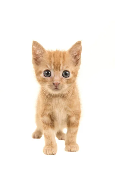 In piedi rosso zenzero baby gatto camminando verso la fotocamera isolata su uno sfondo bianco — Foto Stock