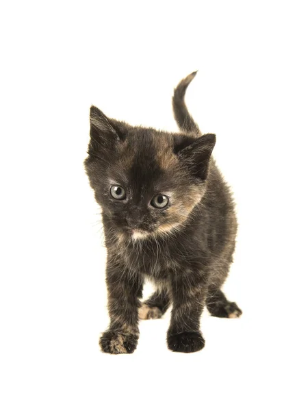 Tortoiseshell baby cat walking towards the camera with her tail up isolated on a white background — Stock Photo, Image