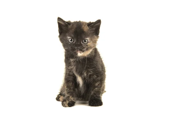 Cris Gris Et Blanc Assis Chaton Bebe Chat Isole Sur Fond Blanc Image Libre De Droit Par Miraswonderland C