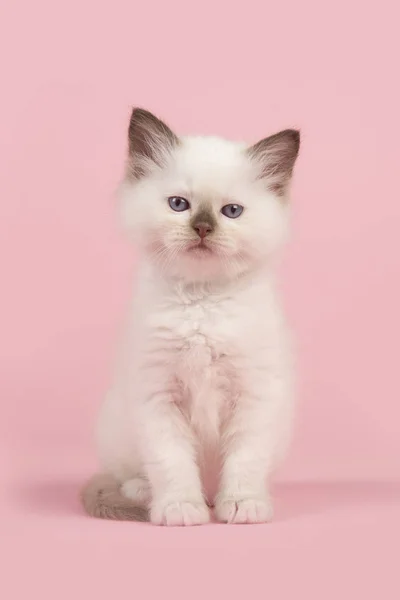 Cute 6 weeks old rag doll baby cat with blue eyes looking at the camera sitting on a pink background — Stock Photo, Image
