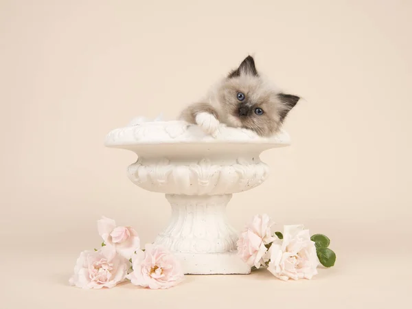 Bonito 6 semanas de idade pano boneca bebê gato com olhos azuis pendurados sobre a borda de um vaso de flores com rosas brancas e um fundo esbranquiçado — Fotografia de Stock