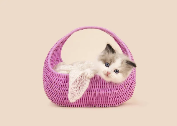 Carino 6 settimane vecchio straccio bambola bambino gatto con gli occhi blu appeso sopra il bordo di un cestino rosa su uno sfondo bianco sporco — Foto Stock