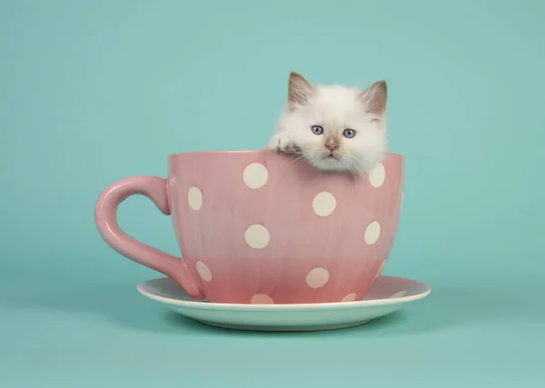 Carino 6 settimane vecchio straccio bambola bambino gatto con gli occhi blu appeso sopra il bordo di una tazza punteggiata rosa e bianco e piattino e uno sfondo blu turchese — Foto Stock