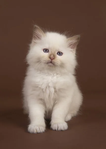 Entzückende 6 Wochen alte Stoffpuppe Babykatze mit blauen Augen, die in die Kamera auf braunem Hintergrund schaut — Stockfoto