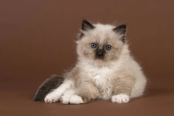Urocza 6 tygodni rag doll baby cat z niebieskimi oczami, patrząc na kamery, leżącej na brązowym tle — Zdjęcie stockowe