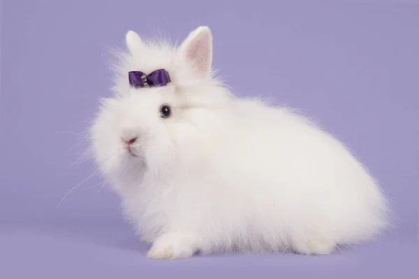 漂亮的长毛白色长毛兔薰衣草紫色背景上的紫色蝴蝶结 — 图库照片