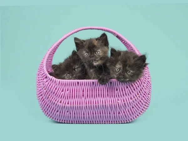 Deux chatons écaille de tortue ensemble dans un panier rose sur un fond bleu turquoise — Photo