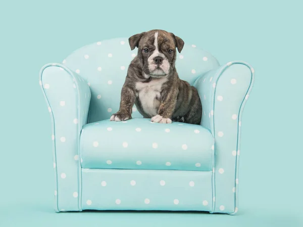 Inglês bulldog filhote de cachorro de frente para a câmera em uma cadeira azul em um fundo azul-turquesa — Fotografia de Stock