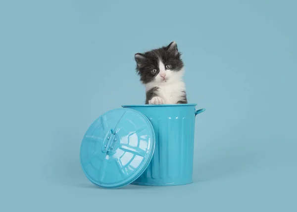 Carino 6 settimane vecchio gatto bambino in bianco e nero in un cestino blu su uno sfondo blu — Foto Stock
