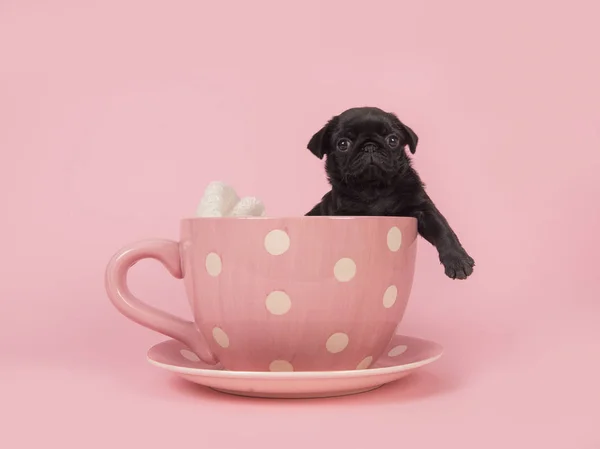 Cucciolo nero di fronte alla fotocamera appeso sul bordo di una tazza punteggiata rosa e bianca e piattino su uno sfondo rosa — Foto Stock