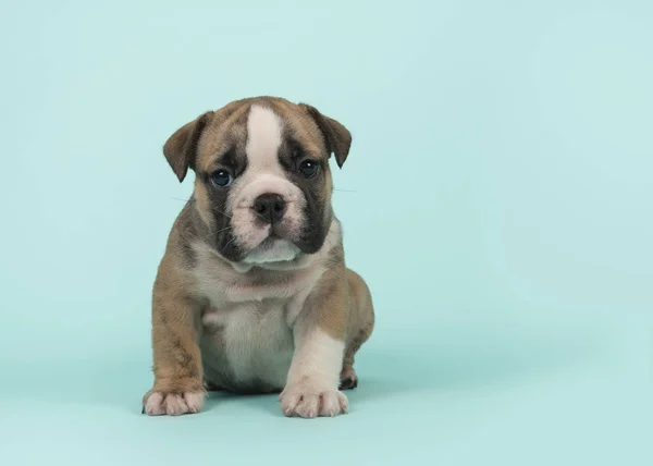 Inglês bulldog filhote de cachorro olhando para a câmera sentado em um fundo azul-turquesa — Fotografia de Stock