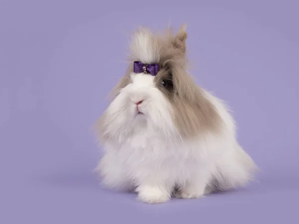 Conejo de angora de pelo largo marrón y blanco con lazo púrpura sobre fondo púrpura lavanda — Foto de Stock