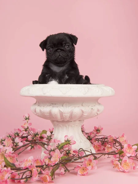 Симпатичный черный щенок мопса в белом цветочном горшке с розовыми цветками на розовом фоне — стоковое фото