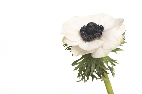 Egyetlen fehér virágzó anemone virág elszigetelt fehér background — Stock Fotó