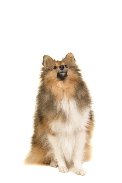 Shetland sheepdog looking up seen from the front isolated on a white background — Stock Photo, Image
