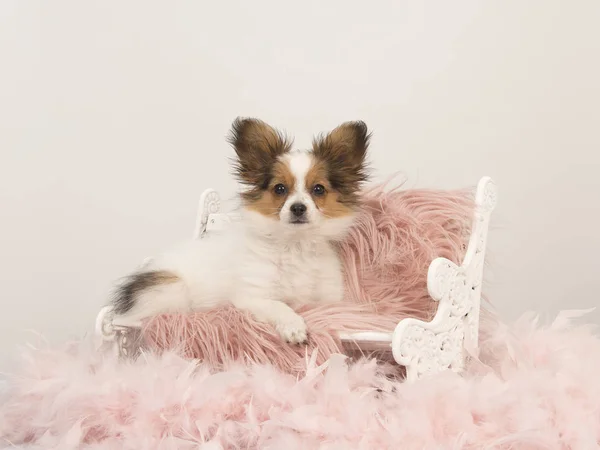 Kelebek köpek yavrusu beyaz bir arka plan üzerinde pembe bir kürk bebek bankta oturan